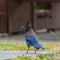 Portrait of Steller`s Jay