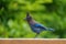 Portrait of Steller`s Jay