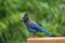 Portrait of Steller`s Jay