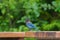 Portrait of Steller`s Jay