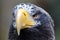 Portrait of a steller`s sea eagle