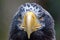 Portrait of a steller`s sea eagle