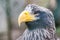 Portrait of a steller`s sea eagle