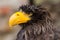 Portrait of a Steller`s sea eagle