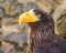 Portrait of a Steller`s sea eagle