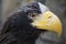 Portrait Steller\'s Sea Eagle
