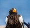 Portrait of Steller`s sea eagle close up. Japan. Hokkaido.