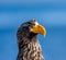 Portrait of Steller`s sea eagle close up. Japan. Hokkaido.