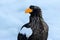 Portrait Steller`s sea eagle, Haliaeetus pelagicus, bird with white snow, Hokkaido, Japan. Wildlife action behaviour scene from n