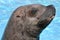 Portrait Steller Sea Lion