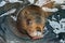 Portrait Steller Sea Lion (Eumetopias Jubatus)