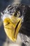 Portrait of Stellers sea eagle - Haliaeetus pelagicus