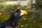 The portrait of Stellers sea eagle Haliaeetus pelagicus