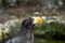 The portrait of Stellers sea eagle Haliaeetus pelagicus