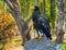 Portrait of a stellers sea eagle standing on a rock, a big raptor from japan