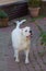 Portrait of stocky, strong-looking American Bulldog in the yard of the house