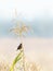 Portrait of a Stonechat (Saxicola torquata) on some long grass, taken in the UK