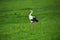 Portrait of a stork ciconia in a meadow