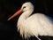 Portrait of a stork with a dark background