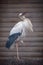 Portrait of a stork standing close to the nest on the roof