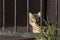 Portrait of a stray cat framed by rusty bars