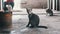 Portrait of Stray Cat Sitting on Dirty Floor at African Fish Market, Zanzibar