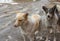 Portrait of stray dog family left-female, right- male