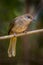 Portrait of Streak-eared Bulbul (Pycnonotus blanfordi)