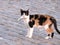 Portrait of a street tricolor cat just catched fish in sea port. Cat eating the fish