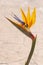 Portrait of a strelitzia or bird of paradise