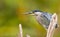 Portrait of a Striated Heron