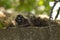 portrait of a striped cute domestic cat under a tree