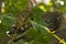 portrait of a striped cute domestic cat under a tree