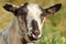 Portrait of striped goat