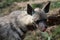 Portrait Striped Hyaena, Hyaena Hyaena sultana