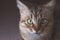 Portrait of a striped pedigreed beautiful young cat on a dark background closeup.