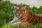 Portrait of a striped tiger in a zoo against a background of green summer grass.