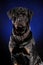 Portrait of Strong rottweiler on on dark blue background