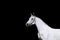 Portrait of a strong white horse on a black background.