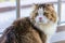 Portrait studio closeup shot of curious cute fat little white and brown long hair purebred kitten pussycat pet companion sitting