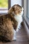 Portrait studio closeup shot of curious cute fat little white and gray long hair purebred kitten pussycat pet companion sitting