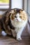 Portrait studio closeup shot of curious cute fat little white and gray long hair purebred kitten pussycat pet companion sitting