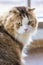 Portrait studio closeup shot of curious cute fat little white and gray long hair purebred kitten pussycat pet companion sitting