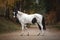 Portrait of stunning black and white pinto gelding horse on the road in autumn forest