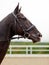 Portrait of stunning dressage chestnut gelding horse in bridle. Close-up of the head of a calm horse. Equestrian