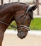 Portrait of stunning dressage gelding horse in bridle. Close-up of the head of a calm horse. Equestrian competition show