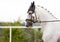 Portrait of stunning dressage white gelding horse in bridle. Close-up of the head of a calm horse. Equestrian competition show.