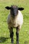 Portrait style close up of a suffolk sheep