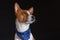 Portrait of stylish basenji dog male wearing blue kerchief
