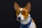 Portrait of stylish basenji dog wearing blue kerchief